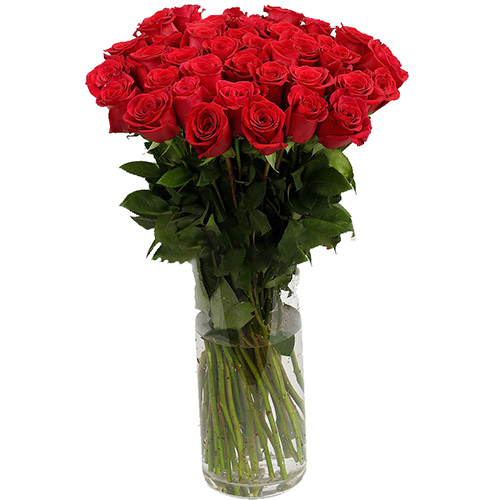 фото товара Троянда імпортна червона (поштучно) | «Роза Тернопіль»