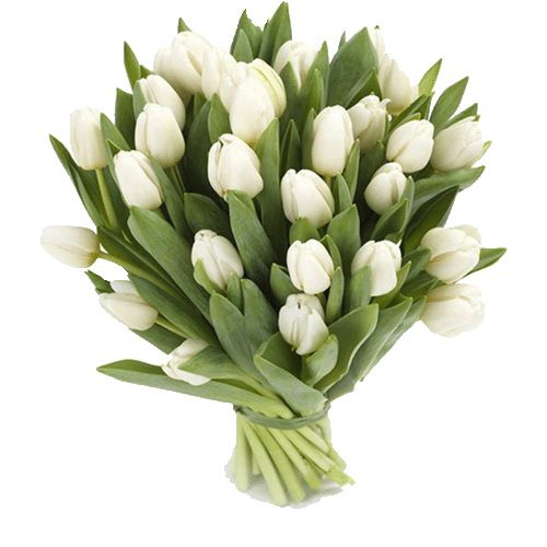 Фото товара 25 білих тюльпанів у Тернополі