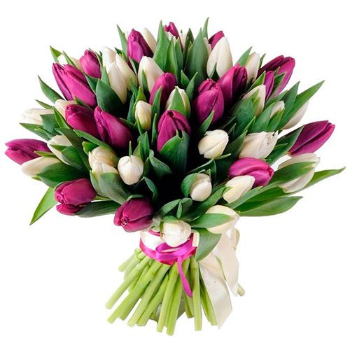Фото товара 51 біло-пурпурний тюльпан (зі стрічкою) у Тернополі