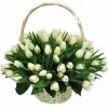 Фото товара 51 білий тюльпан "Джульєтта" у Тернополі