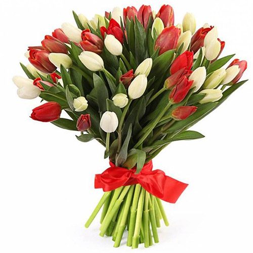 Фото товара 51 червоно-білий тюльпан (зі стрічкою) у Тернополі