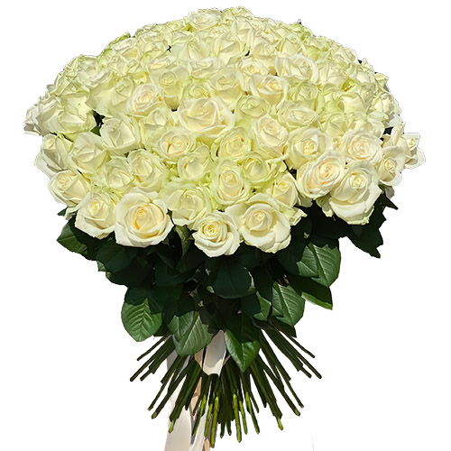Фото товара 101 роза белая у Тернополі